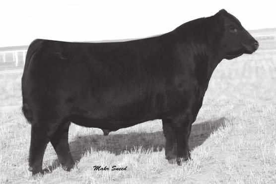 FARNSWORTH ANGUS RANCH Evan Farnsworth 8825 16th St NE McHenry, ND 58464 701-650-7368 (cell) LOTS 13-14 Musgrave Big Sky Sire of 14 13 Barstow Cash Sire of 13 FAR Cash 6001 Birth Date: 03/06/16 Bull