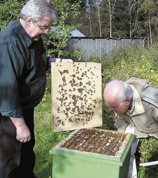 when I started. It delayed its arrival 15 more years after this breeding effort begun. All this time I had to rely on cooperation with other beekeepers for my breeding efforts.