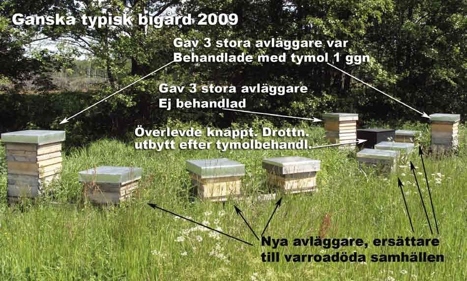 A quite typical apiary in beginning of June 2009 life VAR is the most similar ready to use product in US I think.