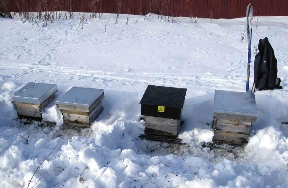 In late March I made a tour again with the skis to dig them out so the bees had free flight when they wanted to have their cleasning flight after winter, which came the first week in April.