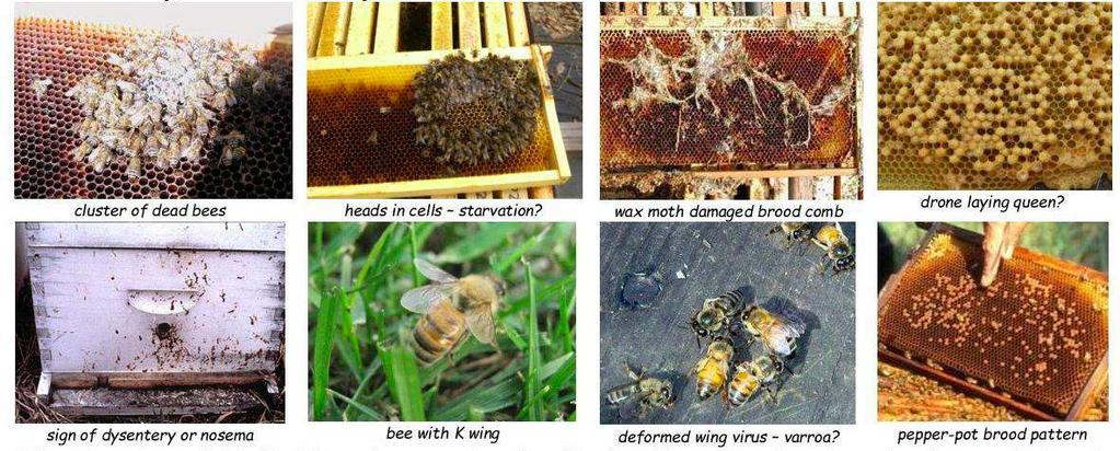 CARRYING OUT A HIVE AUTOPSY By Tony Harris NDB After caring for your bees all summer, feeding them in September and treating them for varroa over the winter, it can be very upsetting to find that the