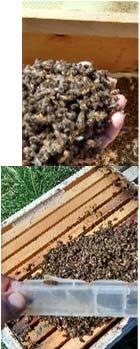 Hive has run out of honey stores Weight of hive is light, no capped frames Dead bees