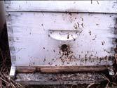 Nosema Spore-forming fungal disease Infected adult workers defecate close to hive rather than