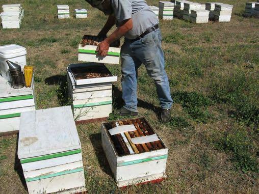 Beekeepers and the
