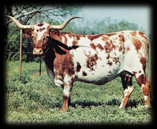 A Shrinking Longhorn Gene Pool In the early days of the Texas Longhorn Breed registry and even before there was a breed registry (TLBAA) there was only a hand full of folks that were dedicated to