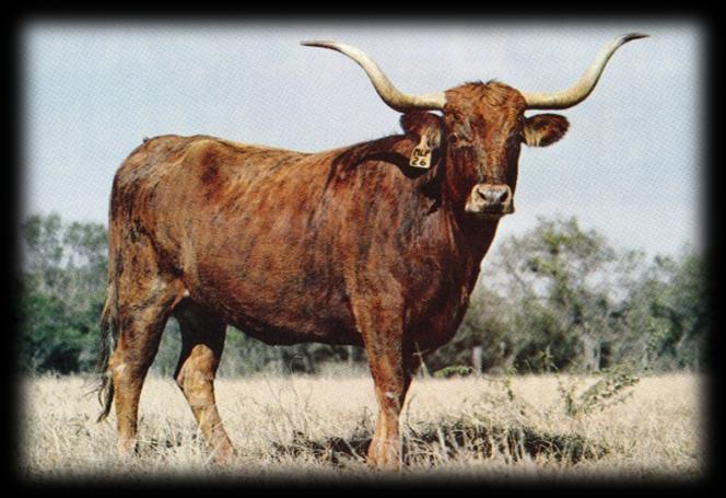 These individuals were located in different parts of the country but mostly Texas. These folks would gather together any cattle that they felt showed to be Longhorn or a strong Longhorn influence.