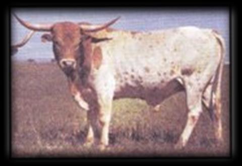As time went by these small isolated herds of Longhorns Texas Ranger JP is the animal that everyone thinks of when it comes to the Phillips Bloodline. Syndicated for $1.