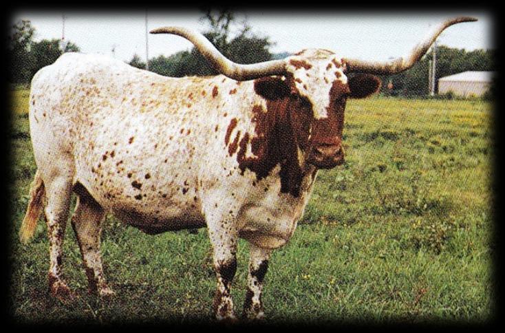 Let s talk about Longhorn genetics and the term Blend Genetics.