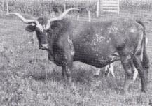 This super cross, when it clicks, produces Longhorns with the complete package of size, horns and color without sacrificing the "internal" qualities and traits which has enabled the breed to thrive