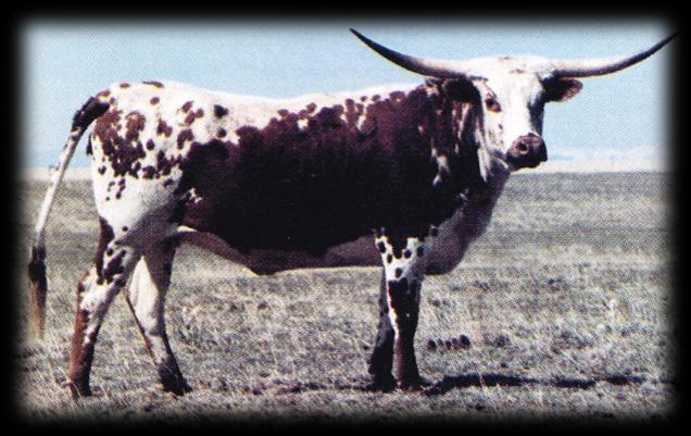 Doherty 698, one of the most influential cows in Longhorn history is a classic example of crossing two straight bloodlines (WR sire X Wright dam).