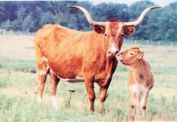 Wright Bloodline Wright 489 Dam of Doherty 698 Attend any Longhorn sale and you will find that these
