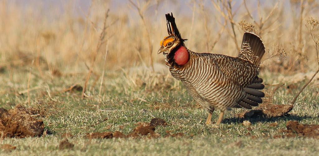 Photo: USDA NRCS The lesser prairie chicken, a medium-sized grouse found in the southern Great Plains, is a candidate for protection under the Endangered Species Act. America.
