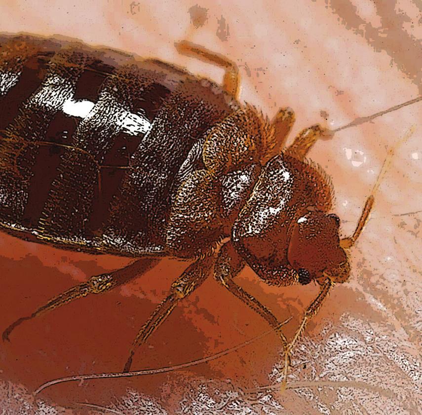 After feeding, they turn dark red and become bloated. They can live for several months without feeding. Baby bed bugs are smaller, whiter, and harder to spot.