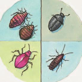 Using This Guide Contents Using This Guide 1 Bed bug infestations are increasingly common. There are steps that can be taken to prevent bed bugs from infesting your home.