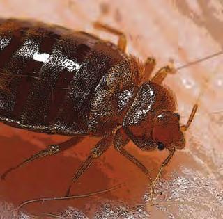 After feeding, they turn dark red and become bloated. They can live for several months without feeding. Baby bed bugs are smaller, whiter, and harder to spot.