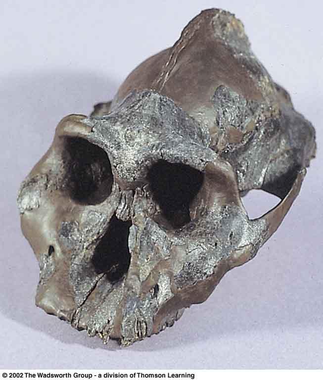 The Black Skull KNM-WT 17000 Australopithecus aethiopicus Lake Turkana, East