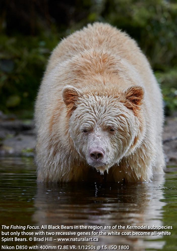We ll walk trails, explore creeks, and search for the unique mix subject matter that only the Great Bear Rainforest can provide Grizzly Bears, Black Bears, Spirit Bears, Humpback Whales many bird