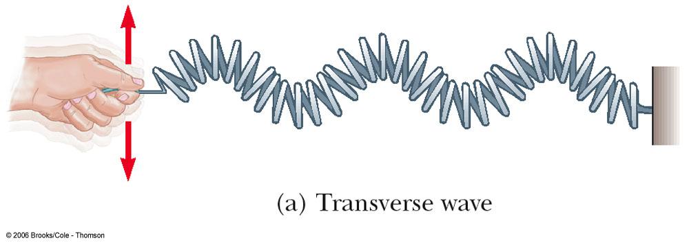 Types of Waves Transverse In a transverse wave, each element that is disturbed moves in a direction perpendicular to the wave motion Types of Waves Longitudinal In a longitudinal wave, the elements
