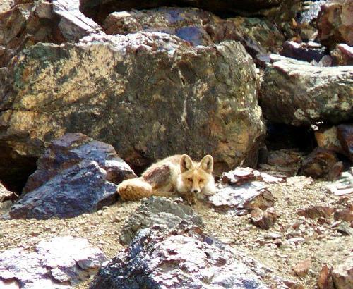 Chundawat, R.S. and Rawat, G.S. 1994. Food habits of snow leopard in Ladakh. Proc. Int. Snow Leopard Symp. 7:127-132. Chundawat, R,S. and Qureshi, Q. 1999.