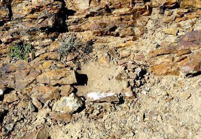 A total of 15 Indirect evidence of snow leopard (scat, n=9, scrap=4, pugmark=1, kill=1; map 1) were recorded. Snow leopard evidence was found from 3635 m to 4205 m above MSL (Mean Sea Level).