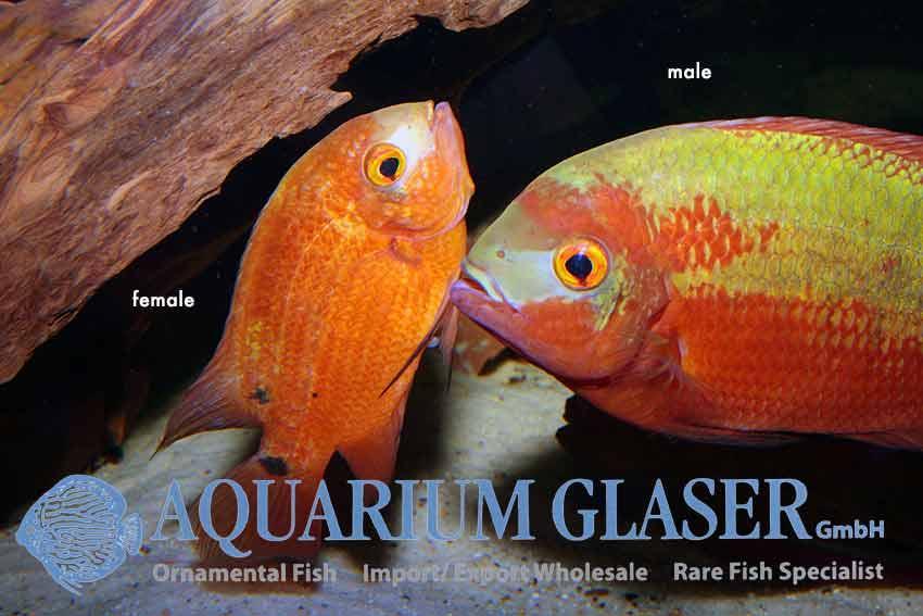 The Emerald cichlid has become a bit out of fashion.