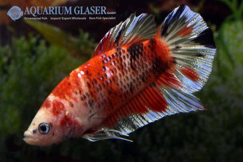 a common Betta splendens an extraordinary Betta splendens KOI. This is the reason why the price of the fish is very high. However: we find the fish in lateral view also very attractive - aren t they?