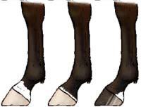 Leg Markings Leg markings are usually described by the highest point of the horse's leg that is covered by white.