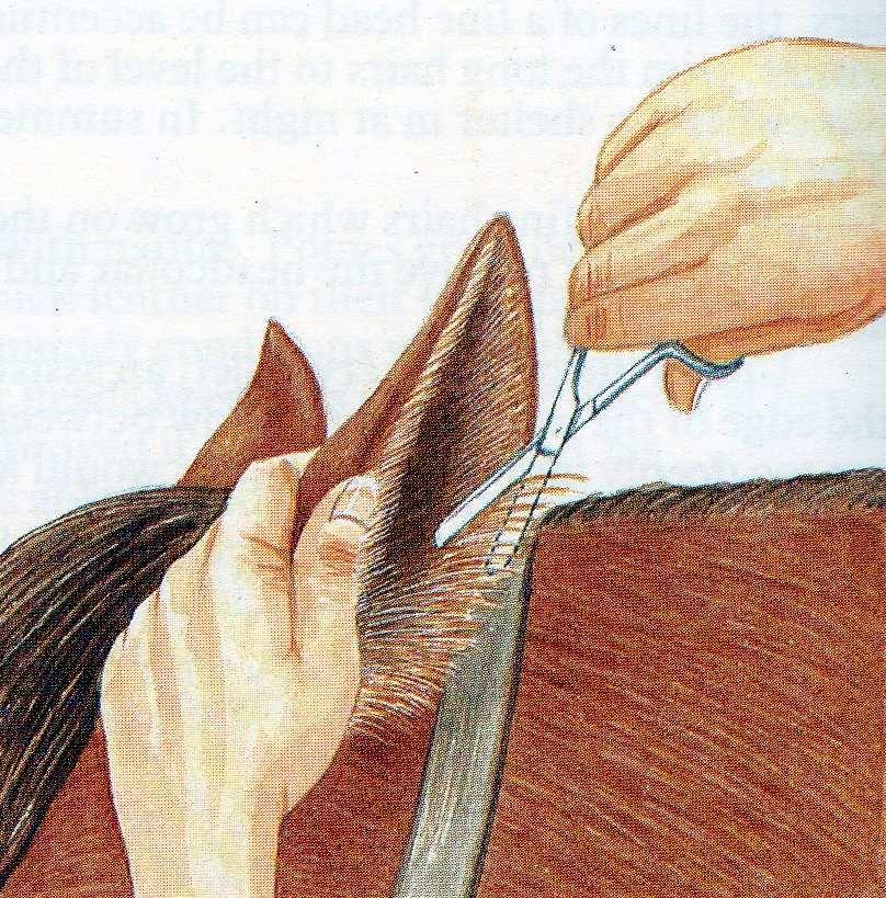 The fetlocks (feathers), coronet bands and excess hair on the legs can be done as one step. In this case, it is best to work down the leg.