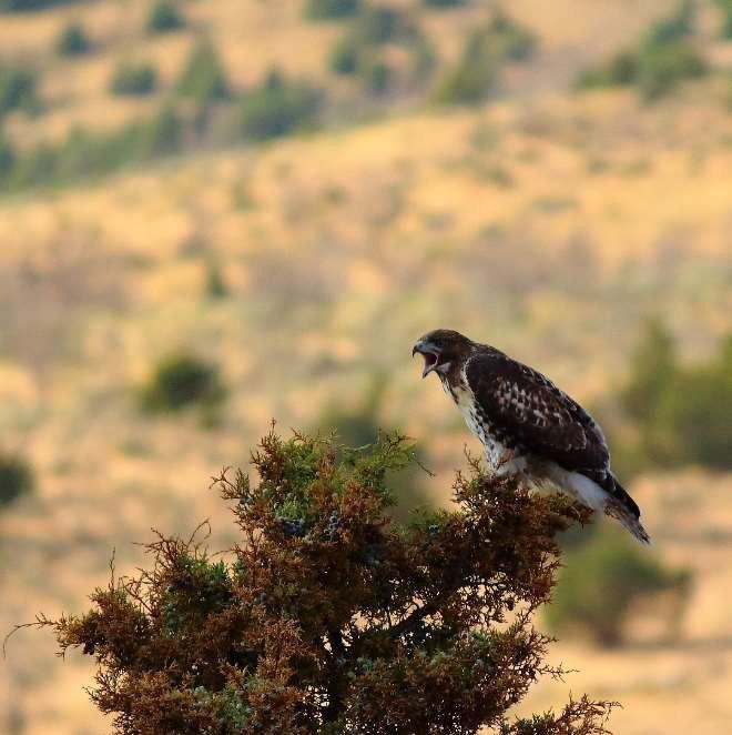 Overview On 15 March 2017, U.S. Geological Survey field crews initiated the ninth season of monitoring greater sage-grouse populations in the Virginia Mountains.