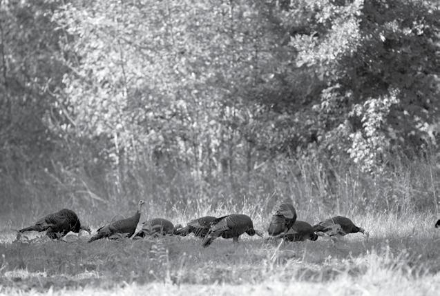 Mississippi Wild Turkey Population Statistics based on Spring Gobbler Hunting & Brood Surveys The Spring Gobbler Hunting Survey (SGHS) was initiated in 1996 to provide the Mississippi Department of