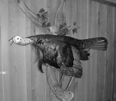 Rank Weight Heaviest Date Harvested County Harvested National Records Eastern Wild Turkey Hunter 1 25.25 3/30/2004 newton hunter T. Hayes 2 25.19 3/26/2004 neshoba John Robb 3 24.