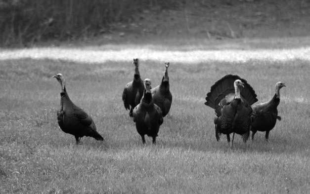 S Photo by Jim Willcutt 2008 Mississippi Wild Turkey Report pittin & Drummin is an annual report for the Mississippi Department of Wildlife, Fisheries, and Parks (MDWFP) Wild Turkey Program.