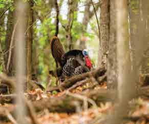 TURKEY HUNTING PERFORMANCE CHOKE TUBES Get the Ultimate in Pattern Performance and Range with Carlson s Extended Turkey Choke Tubes Triple Shot Technology LESS FLYERS DENSER PATTERNS REDUCED PELLET