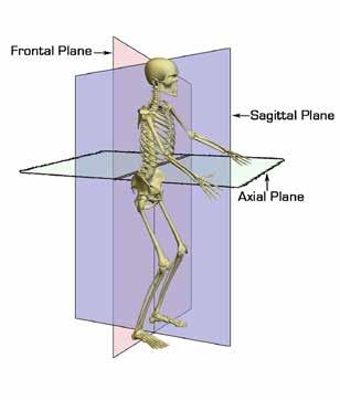 For the purpose of most biomechanical descriptions, movement of the body is broken into three planes- sagittal, frontal and axial. The NZSIA uses four directions of movement to describe skiing.
