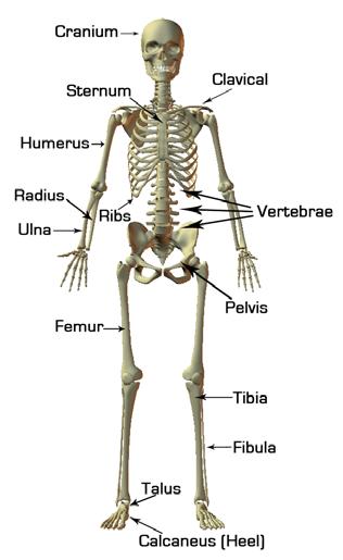 4.1 THE HUMAN BODY The body can be broken down into its component parts: Bones are the underlying rigid