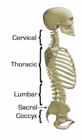 4.2.1 SPINAL CURVES The spine has natural curves that form an S-shape. In an upright posture the spine is constantly being pulled forward by the weight of the body.