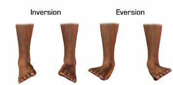 4.3.4 THE FOOT The rest of the movements of the ankle and foot twisting, tipping and side to side motion occur in the complex system of bones in the foot and in the subtalar joint in combination with