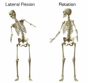 4.3.7 SPINAL COLUMN The vertebral column has normal ranges of movement of flexion, extension,
