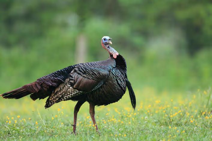 SPITTIN AND DRUMMIN : MISSISSIPPI WILD TURKEY REPORT Mississippi Wild Turkey Population Statistics Based on Spring Gobbler Hunting and Brood Surveys THE SPRING GOBBLER HUNTING SURVEY (SGHS) WAS