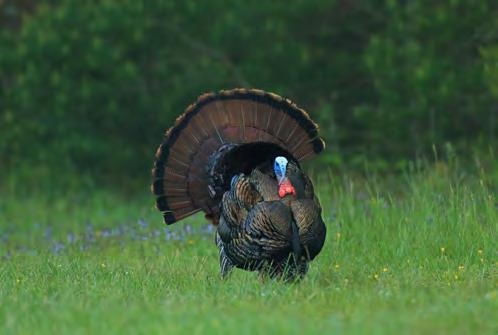 Each year, cooperating hunters record information about their spring gobbler hunts.