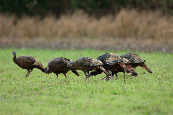 Gobbling activity is considered an indicator of hunting quality and may show a trend reflecting the number of gobblers in the population.
