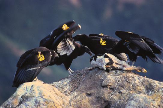 3 N15/4/ENVSO/SP2/ENG/TZ0/XX/T Figure 2(a): Photographs of California condors (Gymnogyps californianus) eating carrion (dead animal carcass) and a tagged California condor in flight [Sources: