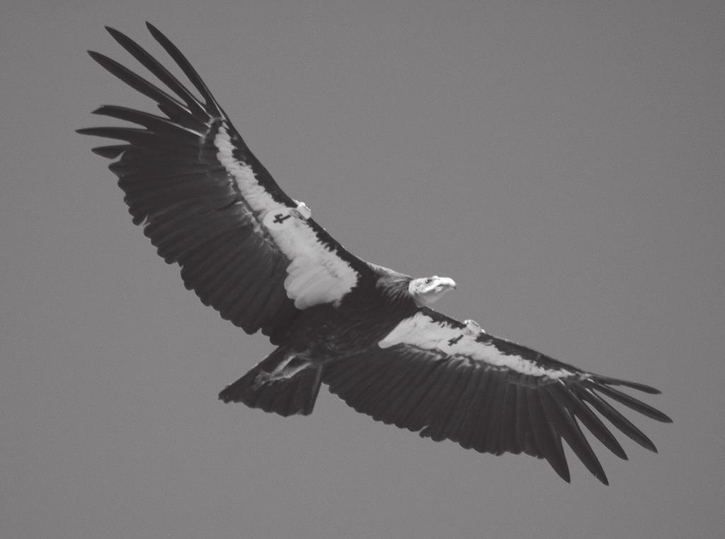 wikimedia.org/wiki/file:california-condor. jpg#/media/file:california-condor.jpg Condor in flight: Photograph courtesy Sc