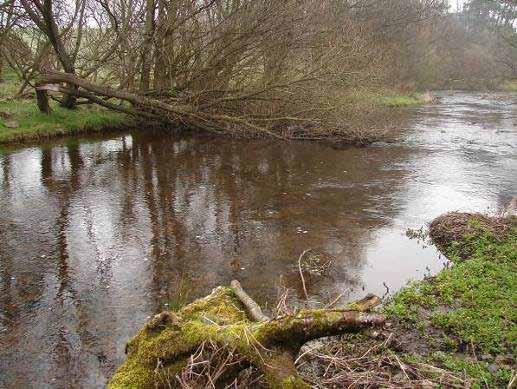 Example of naturally hinged LWD on River Derwent (Co Durham) KAA should avoid the temptation to remove too much tree cover from the banks.