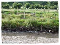 Use of willow withies, re-profiling and planting (Copyright Eden Rivers Trust) From Managing River Habitats for Fisheries Scottish Environmental