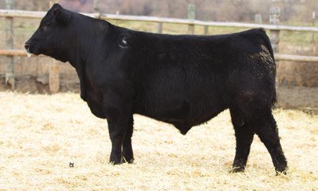 KG JUSTIFIED 3023 SONS Stacked calving-ease genetics in this heifer bull prospect that is sharp profiling, heavy muscled and was dominant for individual performance and ultrasound both.