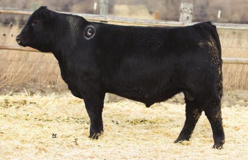 CONNEALY BLACK GRANITE SONS Connealy Black Granite - Sire of Lots 19-25.