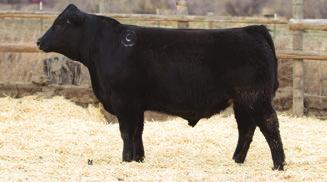 REFERENCE SIRE Crouthamel Game Day 5045 This herd sire is our solution for higher growth Game Day genetics that don t sacrifice the strong maternal traits that bloodline has to offer.