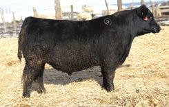 His dam is an absolute beauty that has 3@100 for birth, 3@104 for weaning, 3@105 for yearling with 3@105 for ultrasound Ribeye.