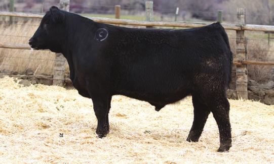 CROUTHAMEL CALVING EASE BULLS Lot 44 - Crouthamel Game Day 7133 44 Crouthamel Game Day 7133 Calved: 2-6-2017 Bull 18892947 Tattoo: 7133 #+GDAR Game Day 449 [RDF] #+Boyd New Day 8005 #GDAR Miss Wix